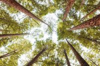 Holz wächst  in den Himmel