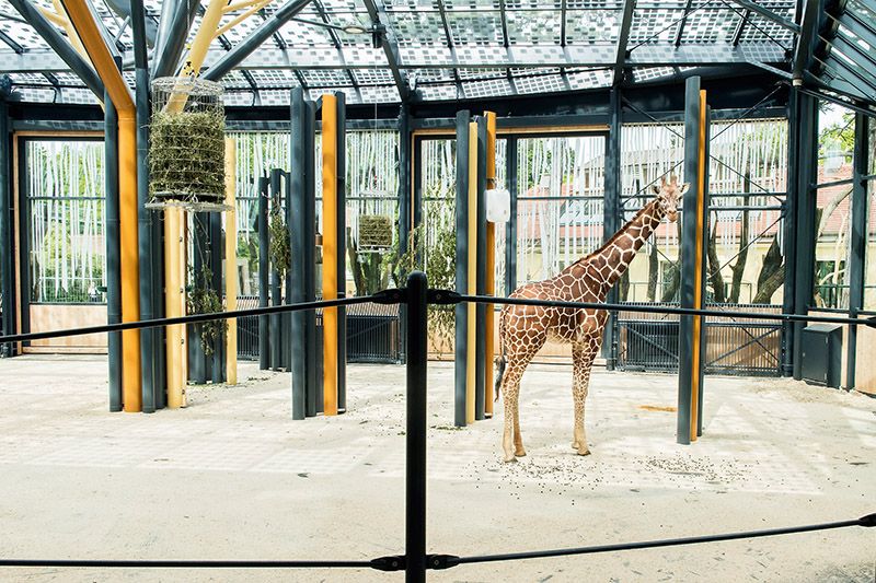 Wenn schon nicht Afrika, dann wenigstens viel Sonne: Giraffen im neuen Gehege im Tiergarten Schönbrunn.