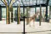 Wenn schon nicht Afrika, dann wenigstens viel Sonne: Giraffen im neuen Gehege im Tiergarten Schönbrunn.