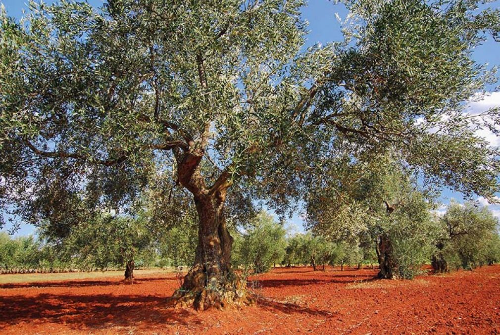 Foto: Einer von insgesamt 1,6 Millionen Olivenbäumen in Istrien auf der für die Halbinsel so typischen roten Erde.