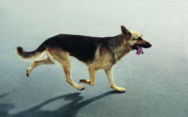 Der Web-TV-Spezialist Braintrust setzte für die Zollverwaltung die Hundestaffel in Szene.