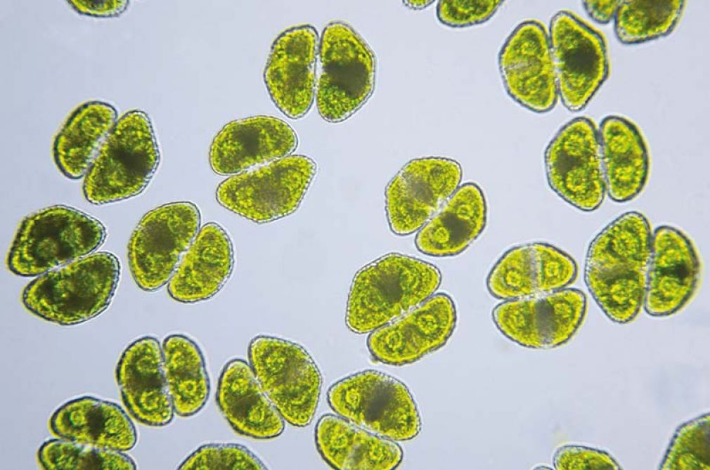 Foto: Algen als künftige Rohstoffquelle, indem Makromoleküle mit Hilfe von Bakterien zerlegt werden.