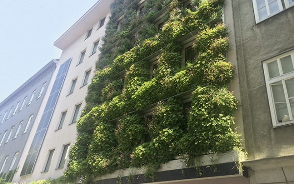 Foto: Aktuell laufen in Wien einige Forschungsprojekte zum Thema »Grüne Fassade«. Ein Gymnasium im 7. Bezirk ist ebenso darunter wie das Gebäude der MA 31, Wiener Wasser, im 6. Bezirk und das Boutiquehotel Stadthalle (Bild)